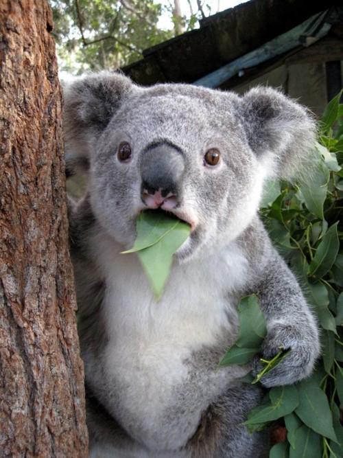 Sticker template meme koala surpris feuille arbre choc etonne yeux ronds stupefait peur animal mange surprised koala koala choque par risibot