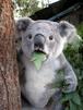 template meme koala surpris feuille arbre choc etonne yeux ronds stupefait peur animal mange surprised koala koala choque