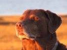 template meme chien labrador destin resignation acceptation sieste soleil serenite calme paix dog accepting fate chien calme laisse faire