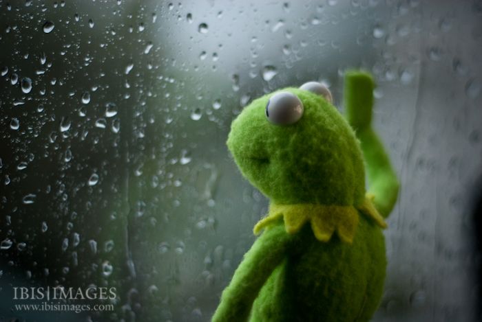 Sticker template meme kermit grenouille fenetre pluie tristesse nostalgie solitude melancolie deprime muppets kermit window grenouille triste attendre dehors par risibot
