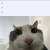template meme chat regard camera curiosite oeil gros plan vue de l interieur observe nez espion cat looks inside chat curieux curieux