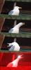 template meme inhaling seagull mouette respire cri hurlement escalade crescendo oiseau cri de rage inspire hurle reaction drole