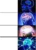 template meme expanding brain cerveau evolution intelligence niveaux genie idee big brain progression cerebral ironique reaction drole