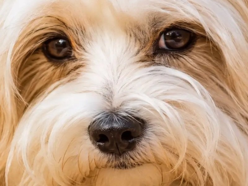 Sticker bichon havanais havanese chien petit regard malaise reflexion think mignon cute triste par Termeszet