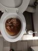 caca chiottard bouche merde