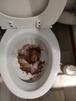 caca chiottard bouche merde