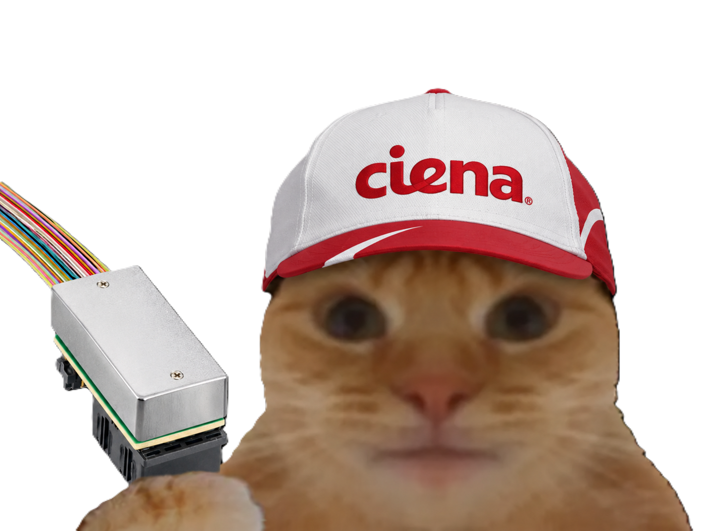 Sticker chat casquette bourse datacenter laser laverited fiston npo cpo networking lumiere ciena scale up scale across par Percevalois