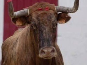 vache-vachette-corrida-tete-taureau