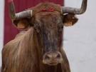 vache vachette corrida tete taureau