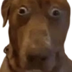 teddilluminati teddi chien dog doggo zoom