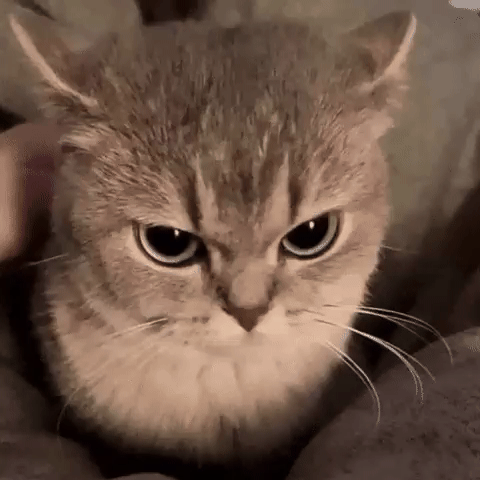Sticker arf hum pff balek care palu stfu fk gato katz meow bore ragix rude mute par glandilus
