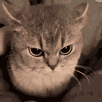 arf hum pff balek care palu stfu fk gato katz meow bore ragix rude mute