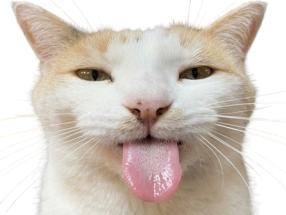 Sticker chat tire la langue blanc cat chaton mignon insolent rebelle malicieux taquin sassy hihi knifos par Knifos