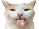 chat tire la langue blanc cat chaton mignon insolent rebelle malicieux taquin sassy hihi knifos