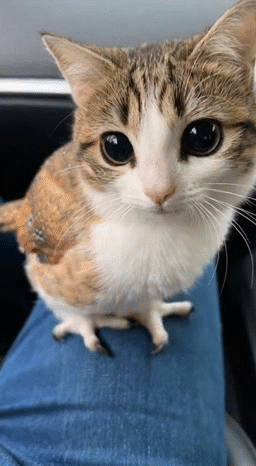 Image gato meow miaou mao katz kitty owl hib hul plane plume aigle eagle aero flotte par glandilus