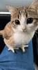gato meow miaou mao katz kitty owl hib hul plane plume aigle eagle aero flotte