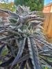 cig cana puff ocb ganja beuh def drug meth blunt herb cbd tabac bong thc