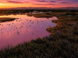 camargue paysage mer terre beau eau coucher de soleil oiseaux