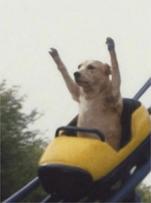 dog chien doge montagne russe dump pump crypto roller coaster manege attraction swinguer swing