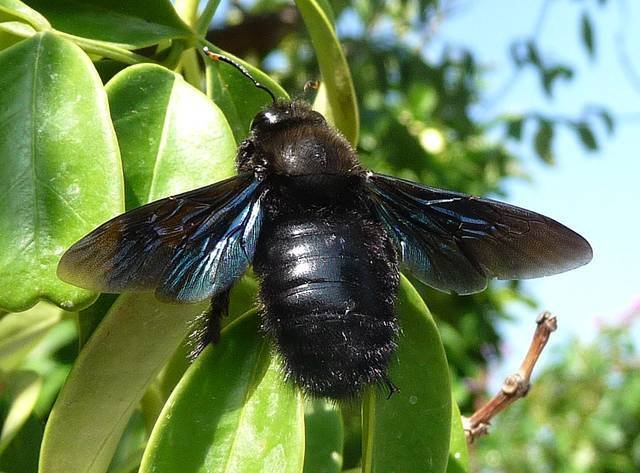 Sticker abeille noire charpentiere par syrupballs