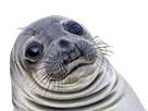 phoque-wtf-other-seal-gene