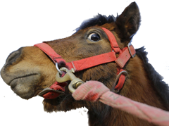 viole par syrien un poney