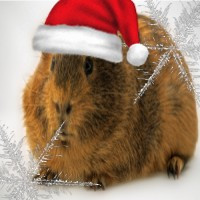 risitas cochondinde cochon issou