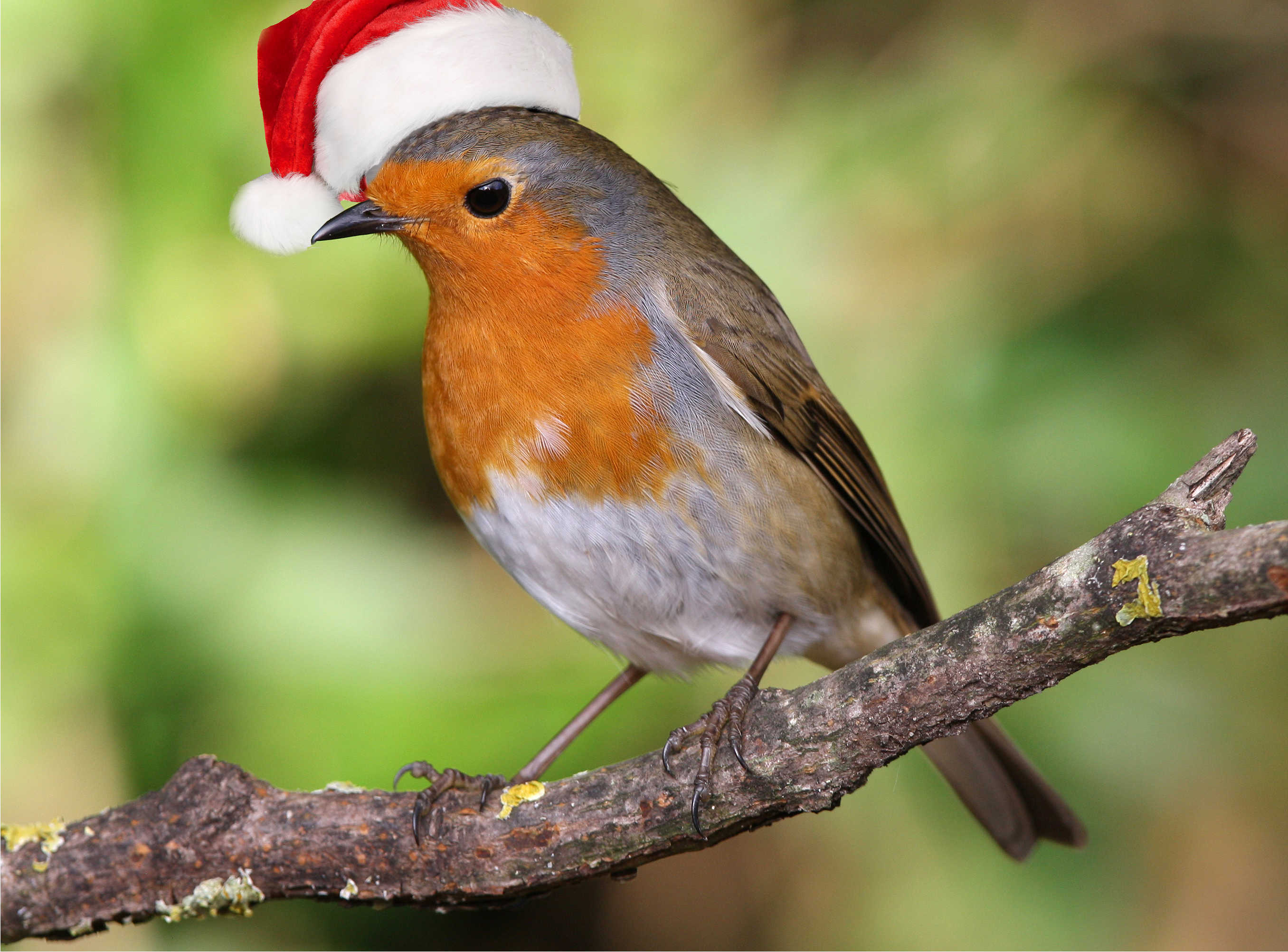 risitas aahahhhh tagueule femtgueule