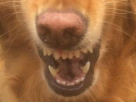 chien-lol-rire-larmes-abruti-con-chat-jpp-dents-poils-issou-other-moche-dog-mdr