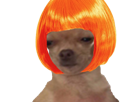 jvc-orange-cheveux-perruque-chien
