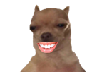 dent-jvc-sourire-chien