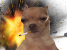 explosion-clope-cigarette-chien-boom-jvc