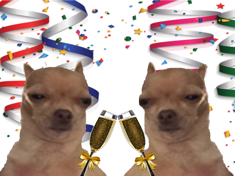 champagne chien alcool fete soiree chiens jvc