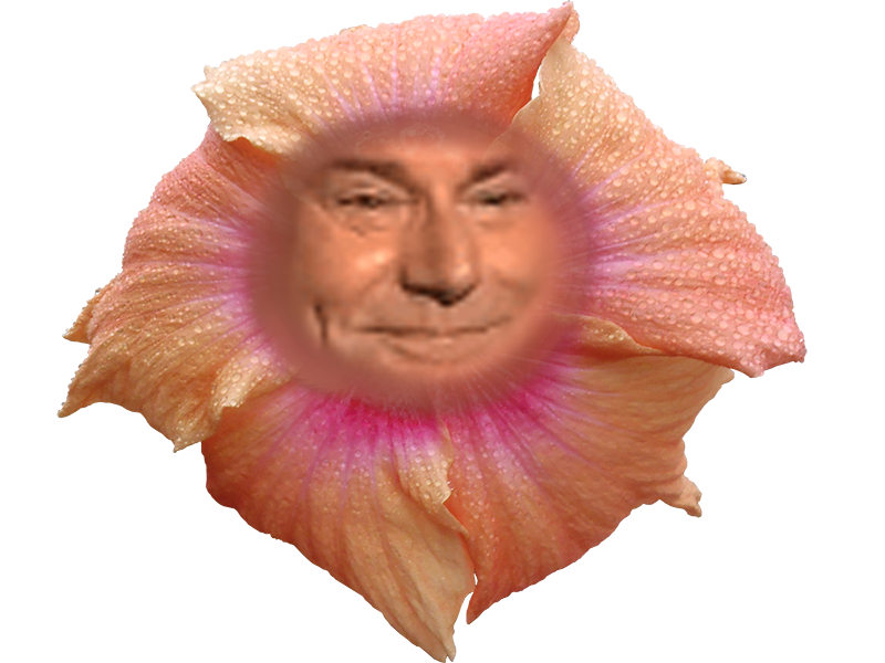 couleur herbe drole plante fleur risitas rose ridicule nature