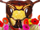 risitas masque frelon insecte abeille tete guepe fleurs fleur
