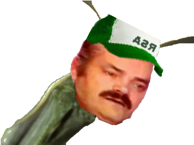 religieuse mante thornmail