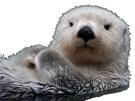 loutree-louttttree-loutre-other