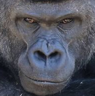 gorille alpha male sourit