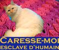 humain-caresse-moi-matou-chat-confort-other-pose-esclave-animal-chatte