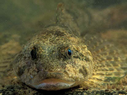 other mer fleuve chabot poisson lac ocean riviere