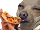 pizza-manger-chien-risitas