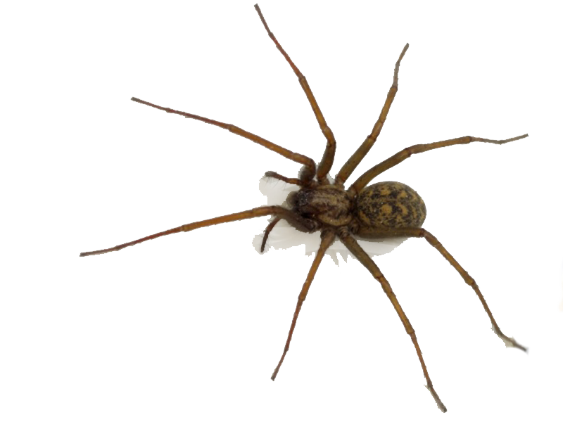 spider araignee peur screamer effroi bestiole fake