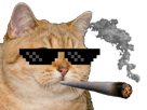 petard-chat-hd-cool-joint-drogue-fume-risitas-cat