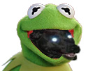 chien kermit risitas dog