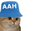 chat-cat-other-aah
