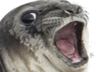 seal-jenseth-other-phoque-wtf