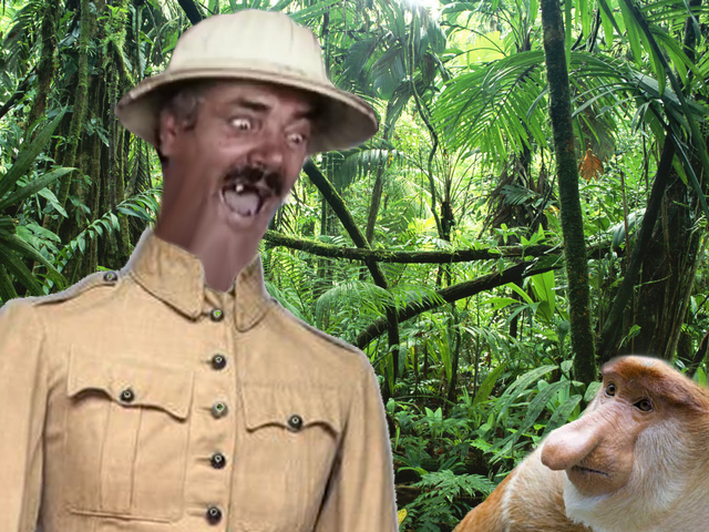 colonialiste singe risitas