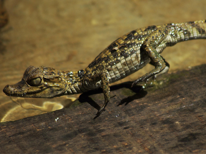 hyunvell risitas caiman mefiant