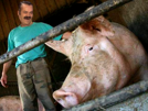 est-paysan-dans-cochon-agriculteur-pre-le-risitas-porc-lamour