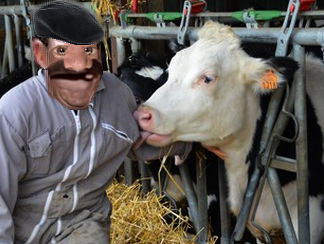 agriculteur pre le est risitas lamour paysan dans vache vindou